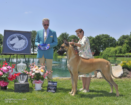 Award of Merit - CH DAYNAKIN'S QUIET SPIRIT AT BRICARLO